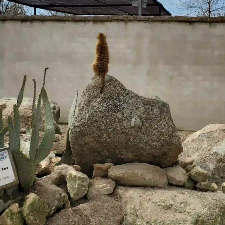 Suricate - Zoo Koki - unpapamadrid.com