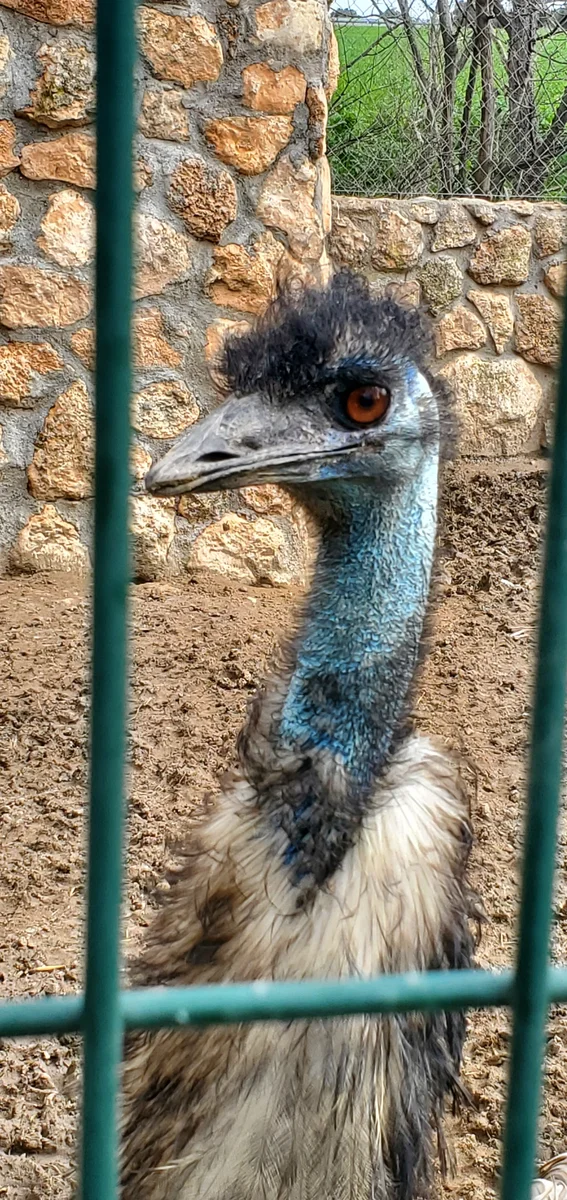 autruche-emu-portrait - Zoo Koki - Un Papa à Madrid