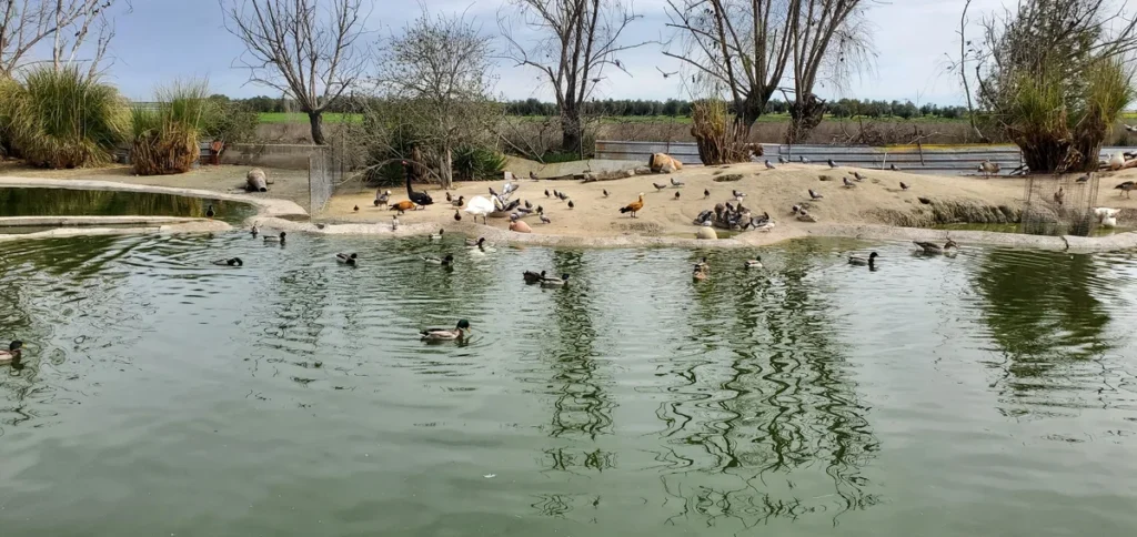 etang-canards-nature - Zoo Koki - Un Papa à Madrid