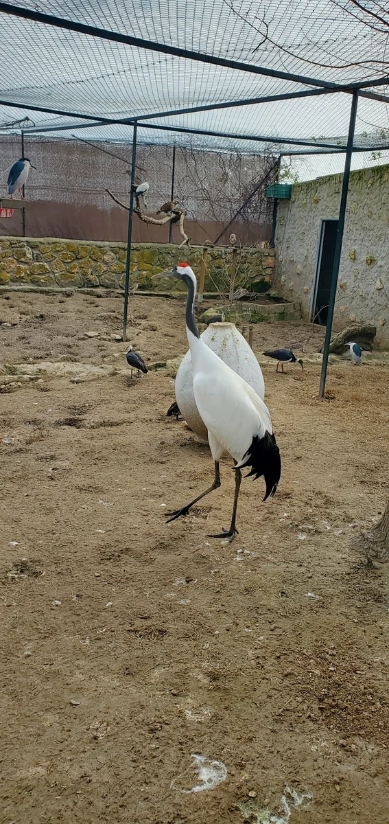 grue-couronnee-voliere - Zoo Koki - Un Papa à Madrid